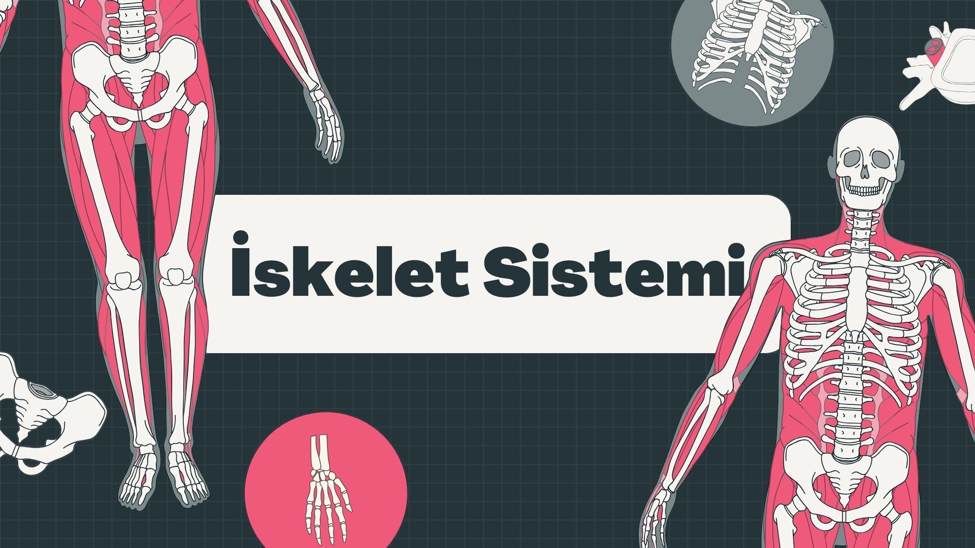 İskelet Sistemi