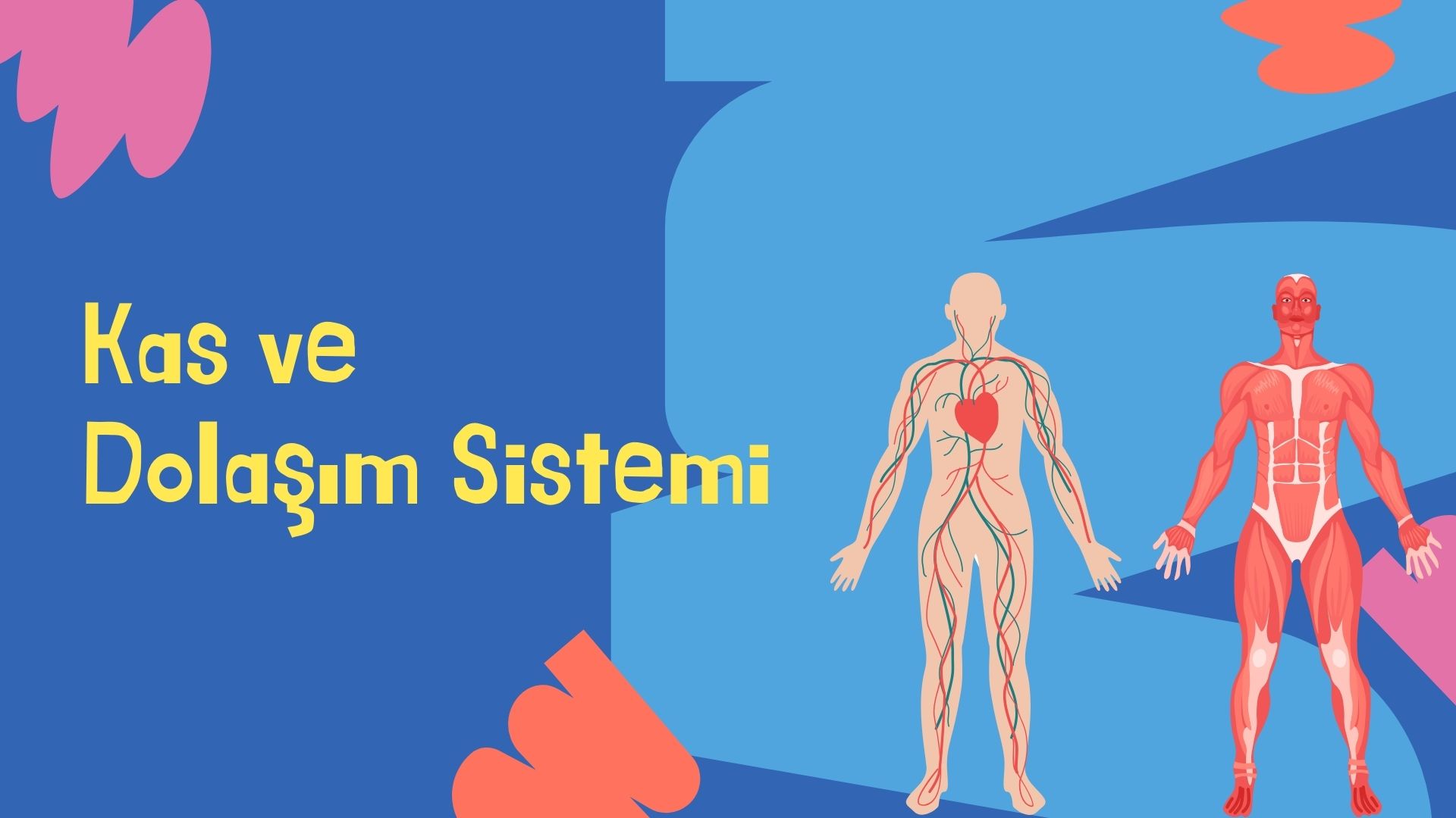 Kas ve Dolaşım Sistemi
